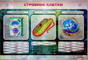 Стенды для кабинета биологии - «globural.ru» - Ивантеевка