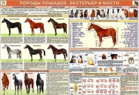 Комплект плакатов "Служебное коневодство" - «globural.ru» - Ивантеевка