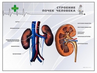 Стенд "Строение почки человека" - «globural.ru» - Ивантеевка