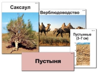 Модель-аппликация "Природные зоны России" - «globural.ru» - Ивантеевка