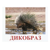 Карточки Домана "Дикие животные-3" - «globural.ru» - Ивантеевка