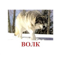 Карточки Домана "Дикие животные-1" - «globural.ru» - Ивантеевка