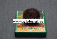 Сухой препарат "Еж морской" - «globural.ru» - Ивантеевка