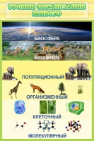 Стенд "Уровни организации живого" - «globural.ru» - Ивантеевка