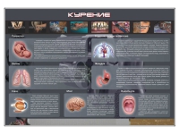 Стенд "Курение" (вариант 1) - «globural.ru» - Ивантеевка