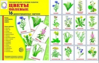 Демонстрационные карточки "Цветы полевые" - «globural.ru» - Ивантеевка