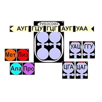 Модель-аппликация "Биосинтез белка" (ламинированная) - «globural.ru» - Ивантеевка
