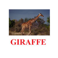 "Wild Animals-1" ("Дикие животные-1") английские карточки Домана - «globural.ru» - Ивантеевка