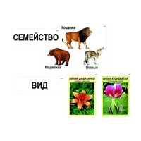 Модель-аппликация "Классификация растений и животных" (ламинированная) - «globural.ru» - Ивантеевка