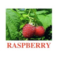 "Berries-1" ("Ягоды-1") английские карточки Домана - «globural.ru» - Ивантеевка