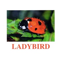 "Insects" ("Насекомые") английские карточки Домана - «globural.ru» - Ивантеевка