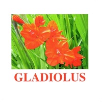 "Flowers-1" ("Цветы-1") английские карточки Домана - «globural.ru» - Ивантеевка