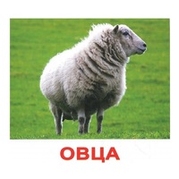 .Карточки Домана "Домашние животные" - «globural.ru» - Ивантеевка