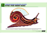 Рельефная таблица "Внутреннее строение брюхоногого моллюска" (формат А1, матовое ламинир.) - «globural.ru» - Ивантеевка