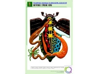 Рельефная таблица "Внутреннее строение жука" (формат А1, матовое ламинир.) - «globural.ru» - Ивантеевка