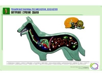 Рельефная таблица "Внутреннее строение собаки" (формат А1, матовое ламинир.) - «globural.ru» - Ивантеевка
