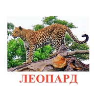 Карточки Домана "Дикие животные-2" - «globural.ru» - Ивантеевка