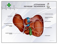 Стенд "Строение печени человека" - «globural.ru» - Ивантеевка