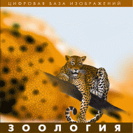 Зоология. (Цифровая база изображений) - «globural.ru» - Ивантеевка