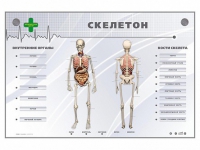 Электрифицированный стенд-тренажер "Скелетон" - «globural.ru» - Ивантеевка