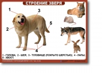Ознакомление с окружающим миром. 1-4 класс. Комплект таблиц. Наглядные пособия для начальной школы, учебные пособия - «globural.ru» - Ивантеевка