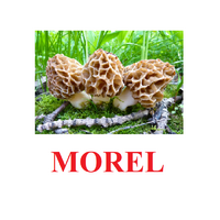 "Mushrooms" ("Грибы") английские карточки Домана - «globural.ru» - Ивантеевка