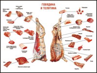Правила разделки мясных туш "Говядина и телятина" 1000*1400 винил - «globural.ru» - Ивантеевка