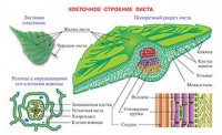Плакаты и таблицы по биологии - «globural.ru» - Ивантеевка