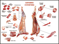 Правила разделки мясных туш "Баранина и ягнятина" 1000*1400 винил - «globural.ru» - Ивантеевка
