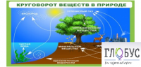 Стенд "Круговорот веществ" - «globural.ru» - Ивантеевка