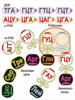 Модель-аппликация Биосинтез белка - «globural.ru» - Ивантеевка