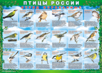 Таблица Птицы России из  4 листов в комплекте 1000*1400 винил	 - «globural.ru» - Ивантеевка