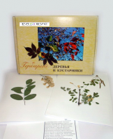 Гербарий Деревья и кустарники (20 видов) - «globural.ru» - Ивантеевка