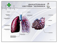 Стенд "Дыхательная система человека" - «globural.ru» - Ивантеевка