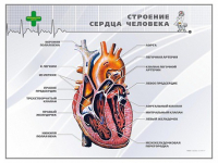 Стенд "Строение сердца человека" - «globural.ru» - Ивантеевка