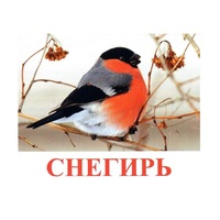 Карточки Домана "Птицы-1" - «globural.ru» - Ивантеевка
