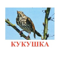 Карточки Домана "Птицы-3" - «globural.ru» - Ивантеевка
