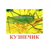 Карточки Домана "Насекомые" - «globural.ru» - Ивантеевка