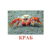 Карточки Домана "Подводный мир" - «globural.ru» - Ивантеевка