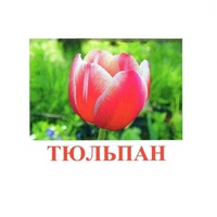 Карточки Домана "Цветы-1" - «globural.ru» - Ивантеевка