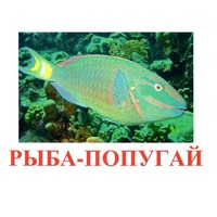 Карточки Домана "Рыбы" - «globural.ru» - Ивантеевка