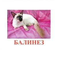Карточки Домана "Породы кошек" - «globural.ru» - Ивантеевка