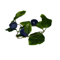 Ветка муляжей "Слива" - «globural.ru» - Ивантеевка