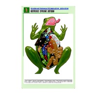 Рельефная таблица "Внутреннее строение лягушки" (формат А1, матовое ламинир.) - «globural.ru» - Ивантеевка