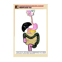 Рельефная таблица "Пищеварительный тракт" (формат А1, матовое ламинир.) - «globural.ru» - Ивантеевка