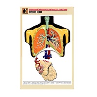 Рельефная таблица "Строение легких" (формат А1, матовое ламинир.) - «globural.ru» - Ивантеевка