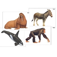 Модель-аппликация "Разнообразие высших хордовых 2. Млекопитающие" (ламинированная) - «globural.ru» - Ивантеевка