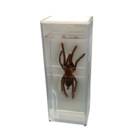 Влажный препарат "Паук" - «globural.ru» - Ивантеевка