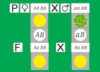 Модель-аппликация Дигибридное скрещивание. Законы Менделя. (набор из 84 карт) - «globural.ru» - Ивантеевка