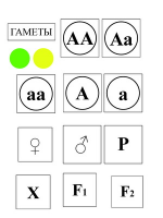 Модель-аппликация Моногибридное скрещивание и его цитологические основы - «globural.ru» - Ивантеевка